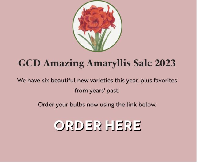 Amaryllis Sale